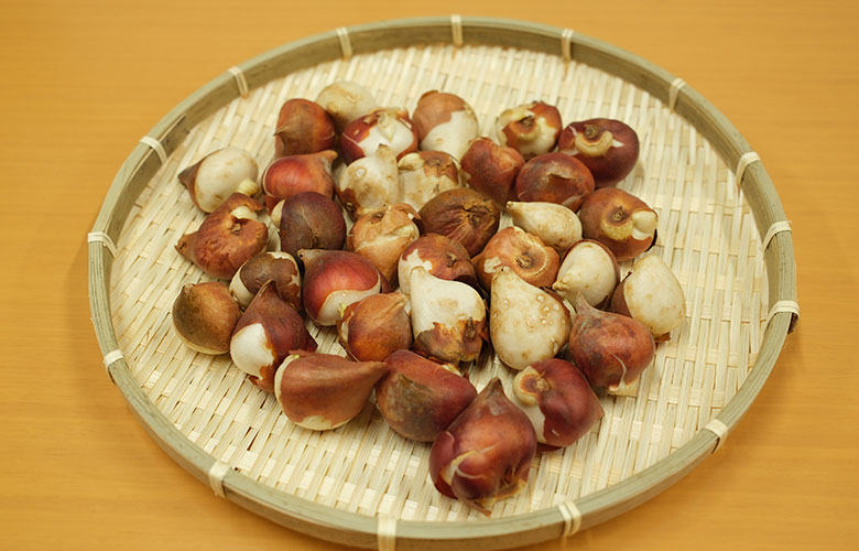 Tulip bulbs donated to an elementary school in Shunan City, Yamaguchi Prefecture.